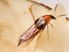 Lordithon lunulatus