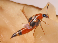 Lordithon lunulatus