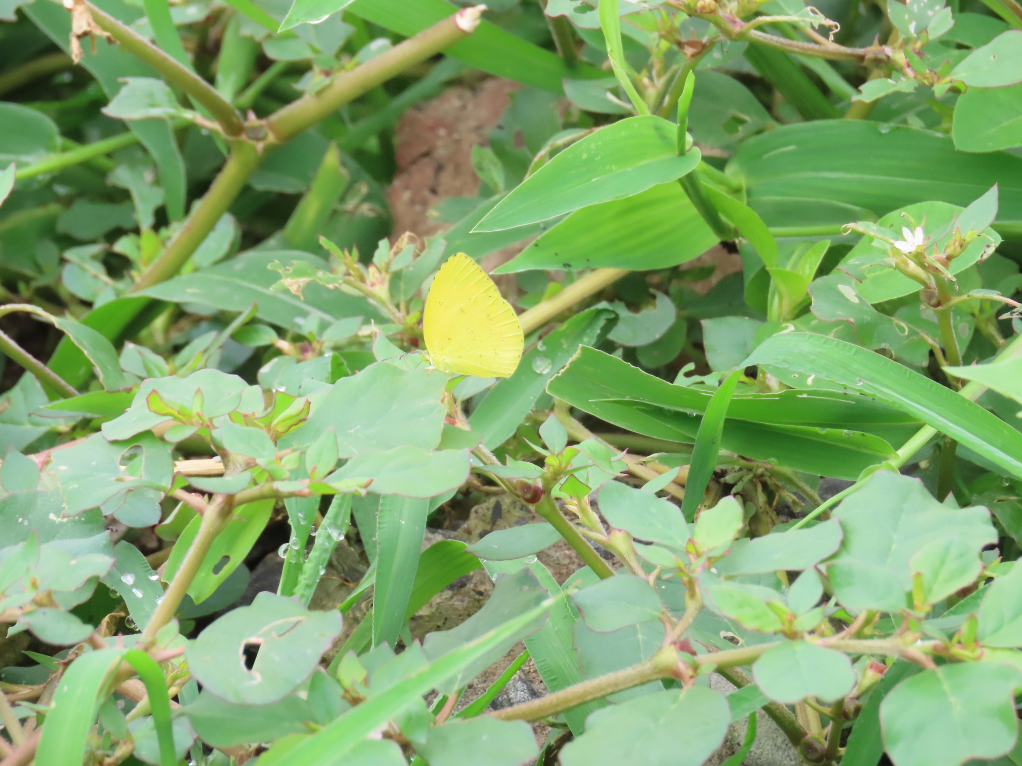 Common Grass Yellow