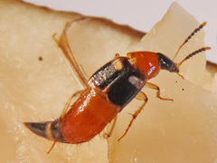 Lordithon lunulatus