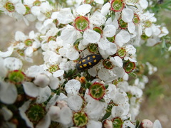 Castiarina xanthopilosa