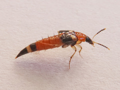Lordithon lunulatus