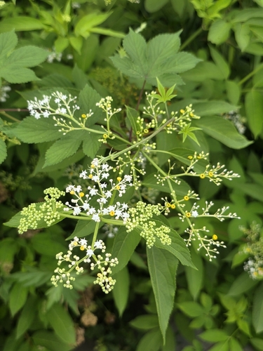 Sambucus chinensis iNat (3)