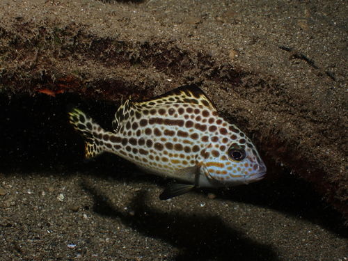 Australian slatey (Diagramma pictum) — Haemulidae — 4
