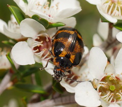 Macrohelodes crassus