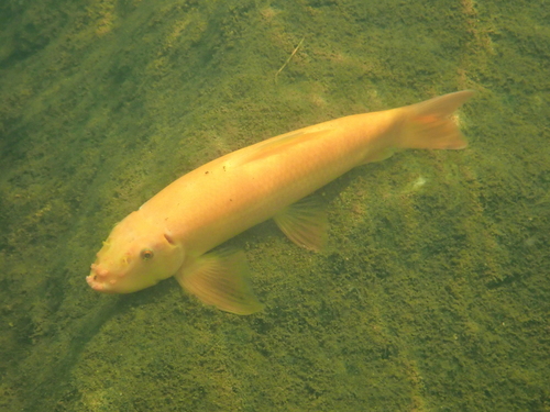 Chinese algae eater (Gyrinocheilus aymonieri) — Gyrinocheilidae