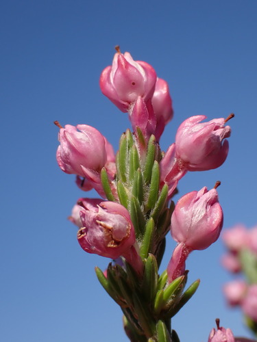 Large Limestone Heath (Erica excavata)