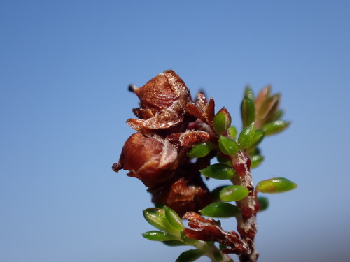 Microlime Heath (Erica saxicola)