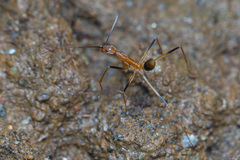 Leptomyrmex geniculatus