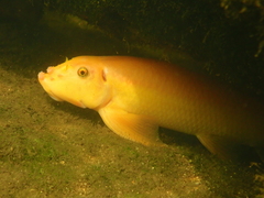 Chinese Algae-Eater photo 4