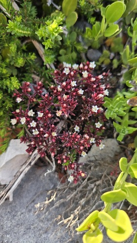 Crassula expansa