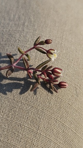 Crassula expansa
