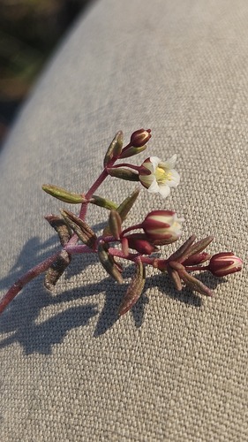 Crassula expansa