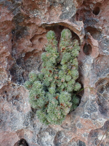 Occult Heath (Erica occulta)
