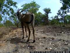 Hippotragus equinus koba