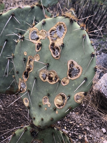 Prickly Pear Leaf Spot