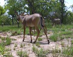 Hippotragus equinus koba