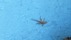 Sceloporus occidentalis