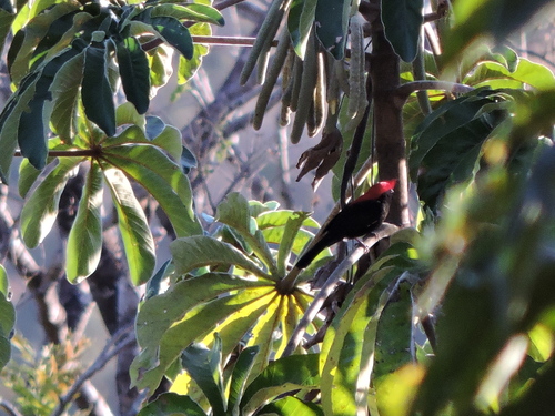 Helmeted Manakin (Chiroxiphia galeata), photo 10