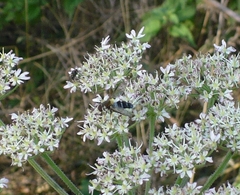 Leucozona glaucia