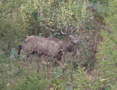 Cervus canadensis sibiricus