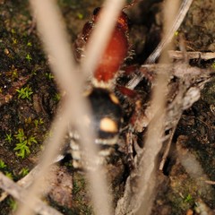 Dasymutilla quadriguttata