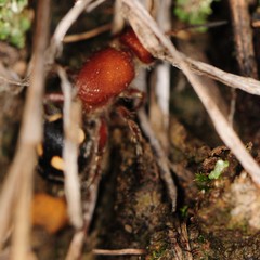 Dasymutilla quadriguttata