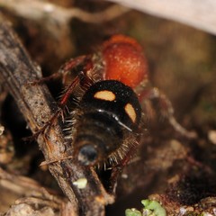 Dasymutilla quadriguttata