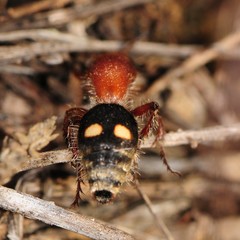 Dasymutilla quadriguttata