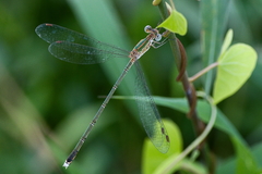 Lestes elatus