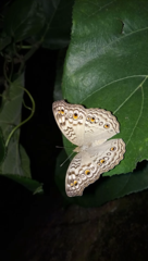Junonia atlites