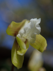 Dendrobium striolatum