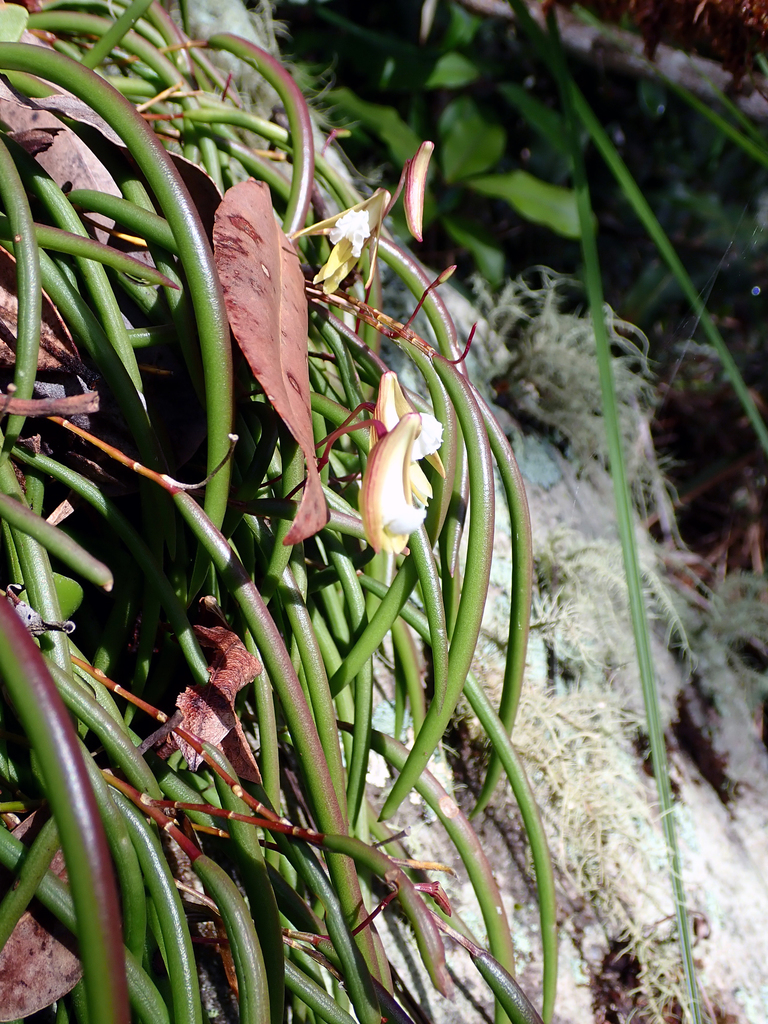 Dendrobium striolatum Rchb.f. 3