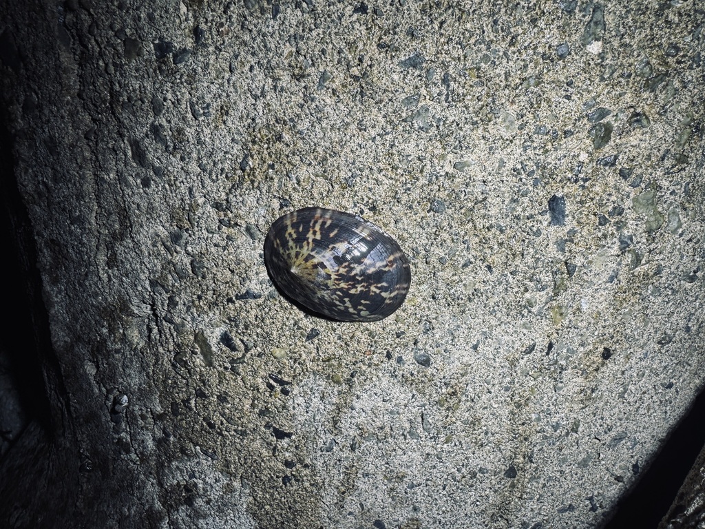 Turtle Limpet