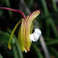 Dendrobium striolatum