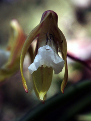 Dendrobium striolatum