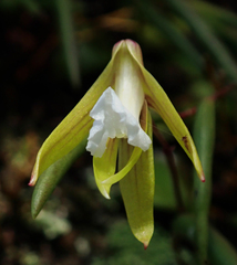 Dendrobium striolatum