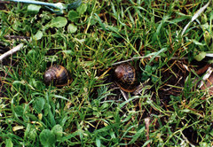 Cornu aspersum