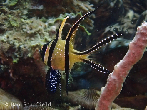 Banggai Cardinalfish