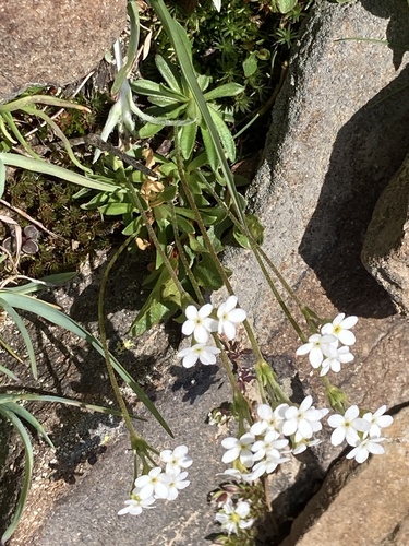 Androsace obtusifolia (Androsace obtusifolia)