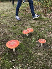Amanita muscaria