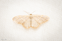 Idaea costiguttata