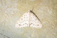 Naxidia punctata
