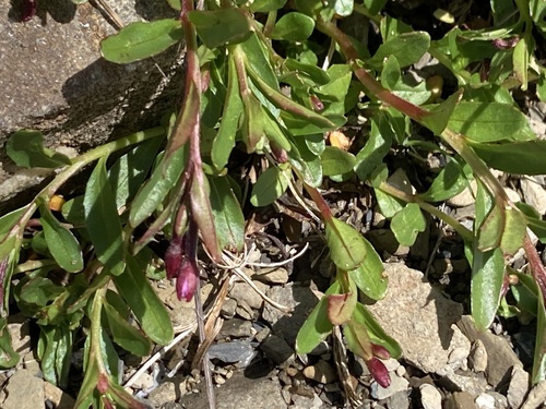 Pimpernel willowherb (Epilobium anagallidifolium)