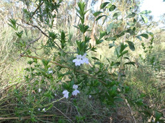 Prostanthera behriana