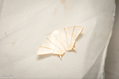 Ourapteryx monticola