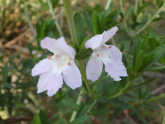 Prostanthera behriana