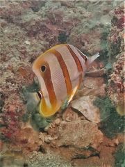 Chelmon rostratus