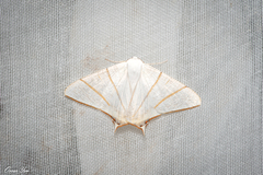 Ourapteryx monticola