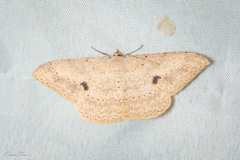 Luxiaria mitorrhaphes